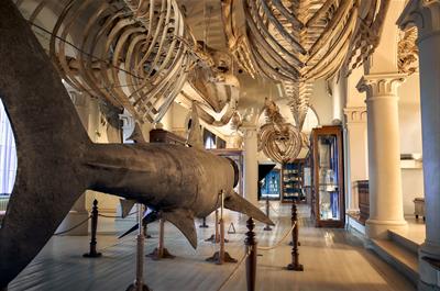 Universitetsmuseet i Bergen