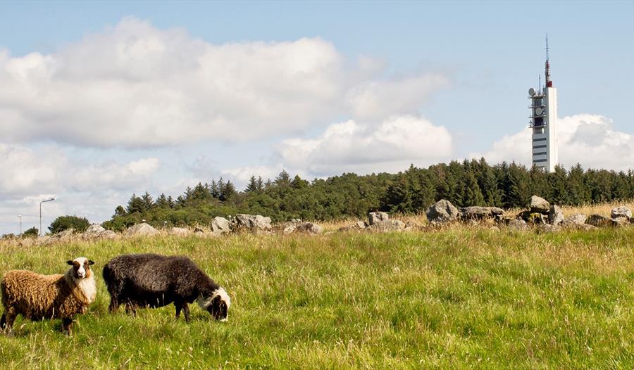 Ullandhaugtårnet og sau i Ullandhaug