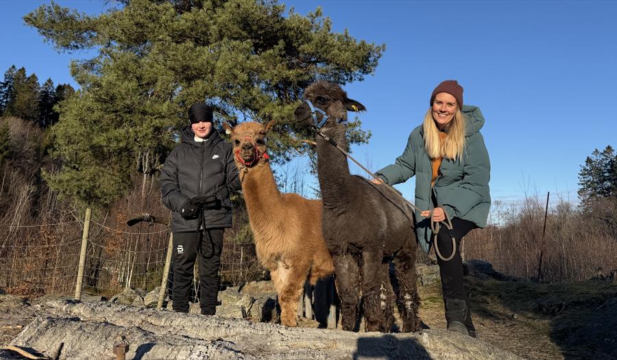 Johanssons alpakkaadventure