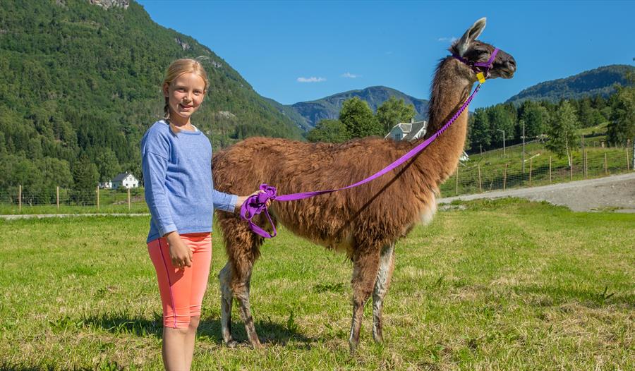 Skjolden Llamas
