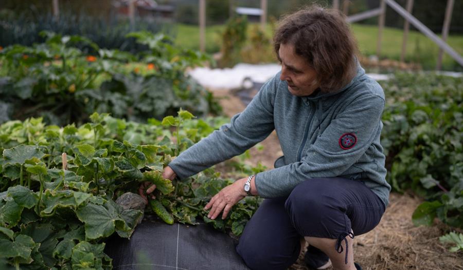 En dame dyrker planter i hagen