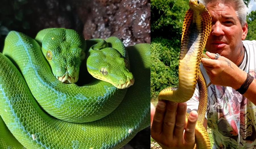 Levende slanger med Bjørn Ormstad