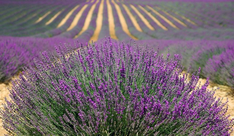 Felt med lilla lavendel