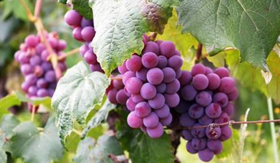 Bilder av lilla druer på en vinranke