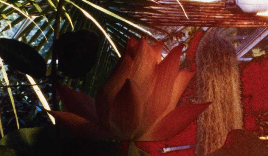 A Gastronomic Journey to the Secret Life of Plants