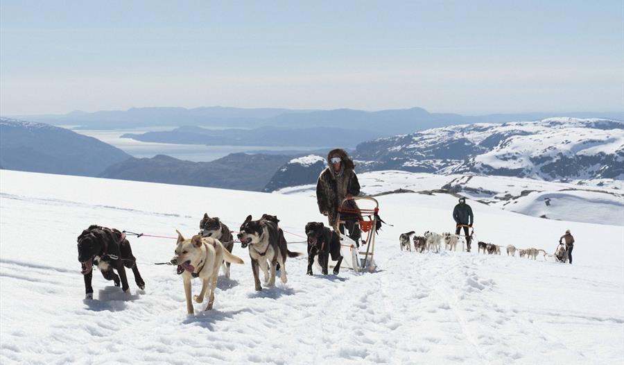 Et hundespann kjører gjennom snødekte fjell på folgefonna med en vakker utsikt over hardangerfjorden og fjell i bakgrunnen.