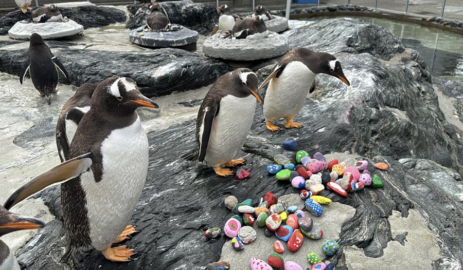 Pingviner og steiner