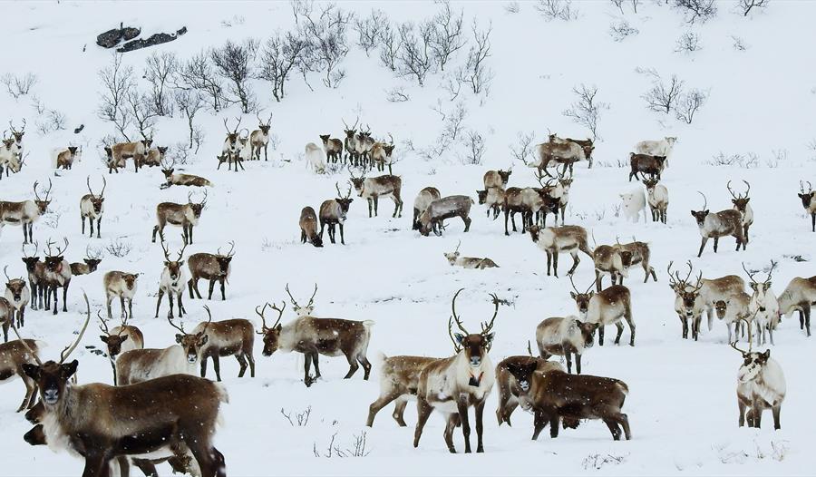 Urfolk og utbygging - gammel konflikt i ny drakt