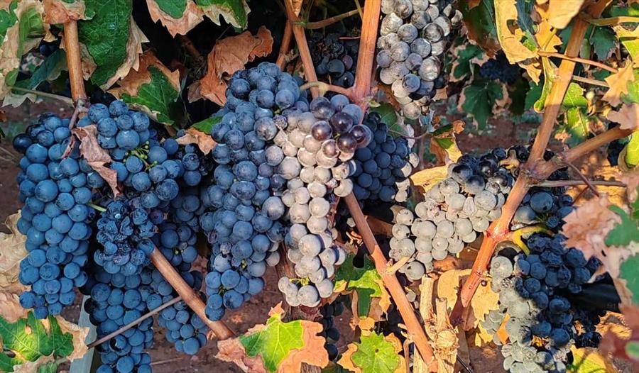 Vinsmaking. Viner fra Puglia, Italia