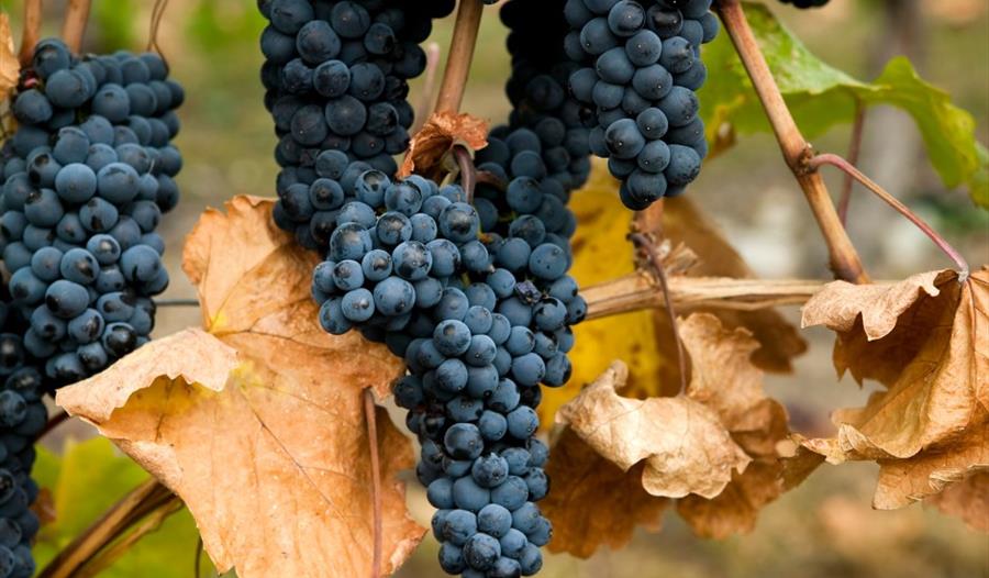 Beaujolais