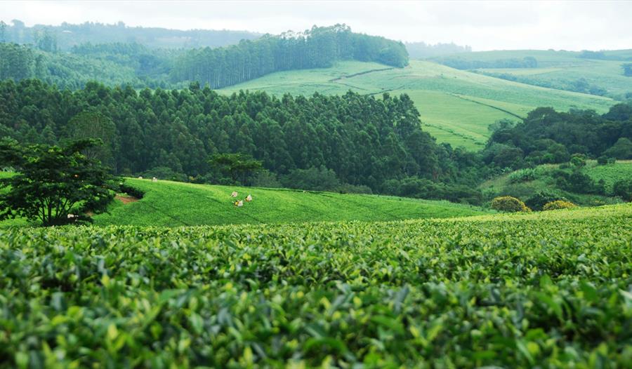 The blame and the burden