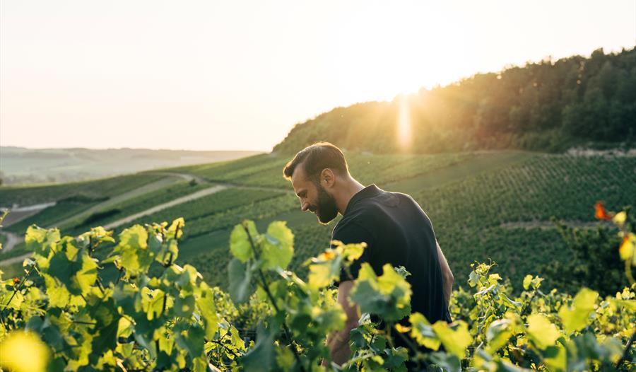 Winemakers dinner med La Chablisienne, Burgund - Egersund Sjømatfestival