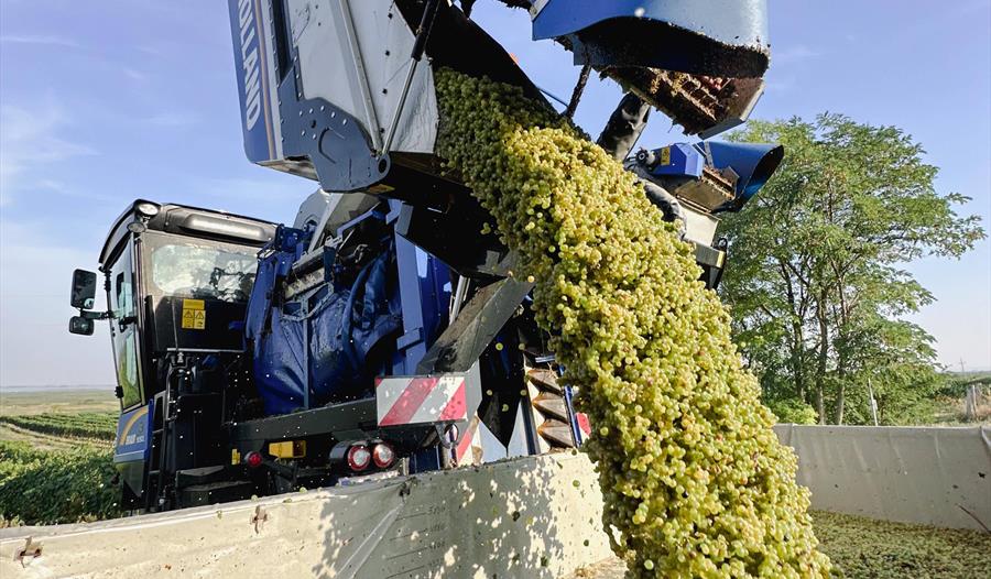 En høstingsmaskin tømmer nyplukkede, grønne druer i en stor beholder.