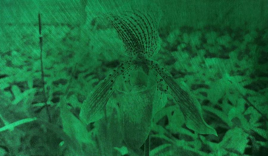 Nightblooming: Lesing og lunsj i Muséhagen