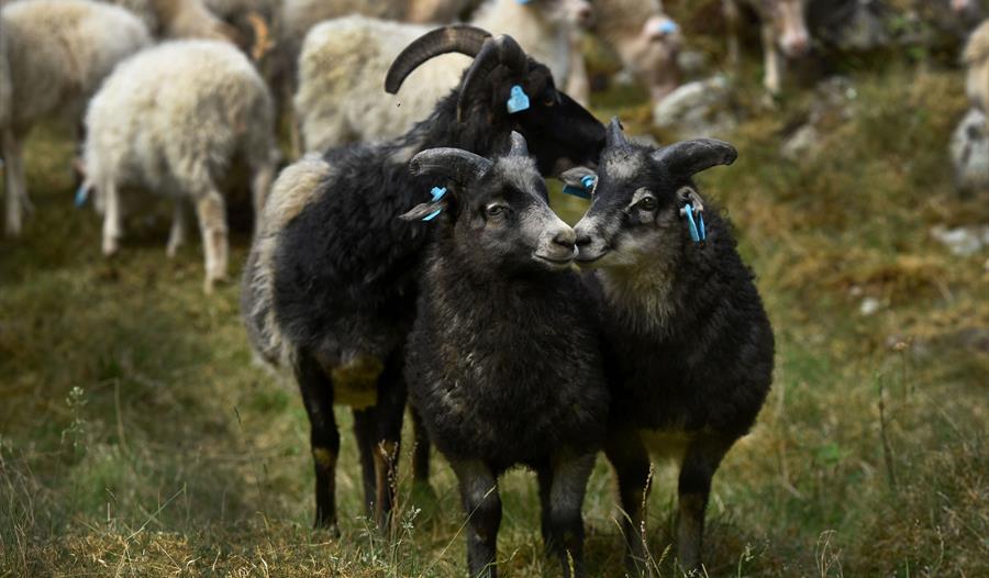 Buføring av sau, Aurlandsdalen