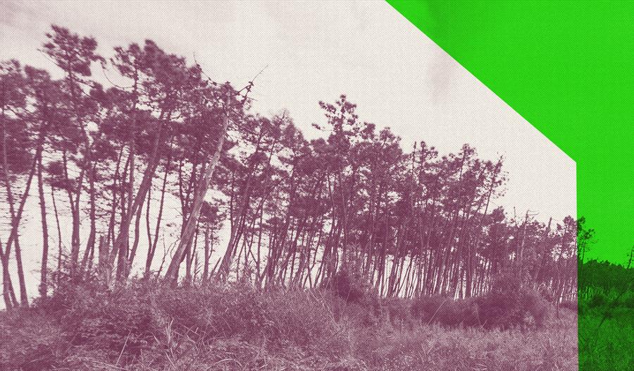 Franz (Purgatorio XXVII-XXXIII)