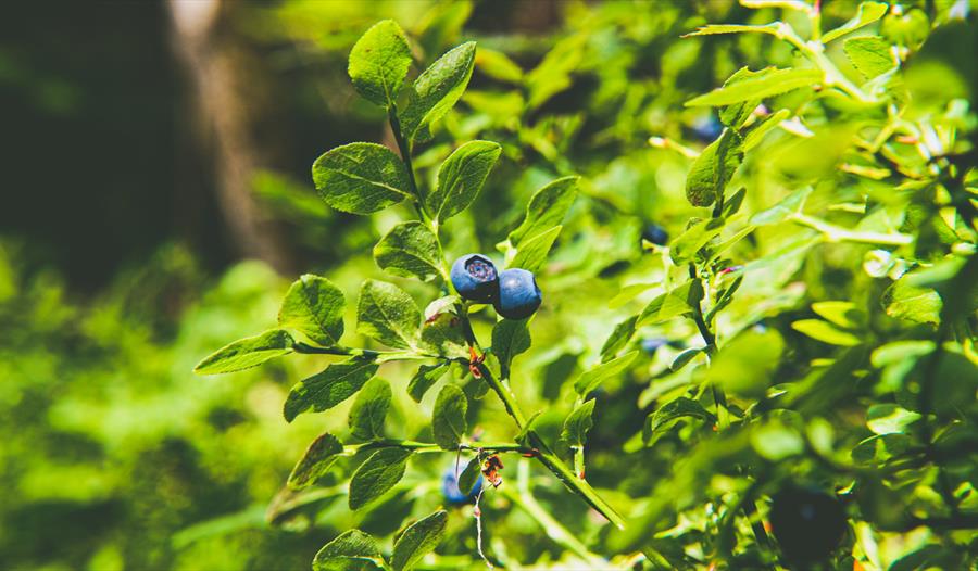 Bare blåbær