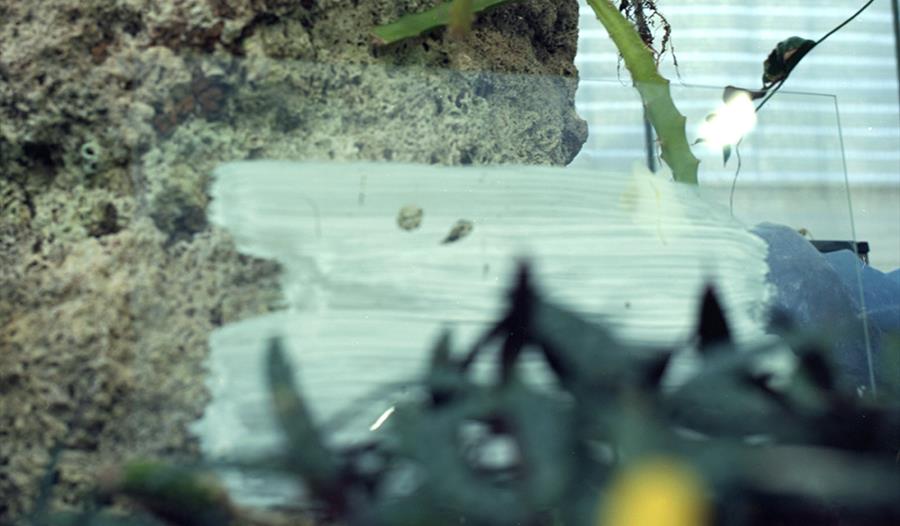 Vilde Salhus Røed & Klara Sofie Ludvigsen 'Til Lucia'