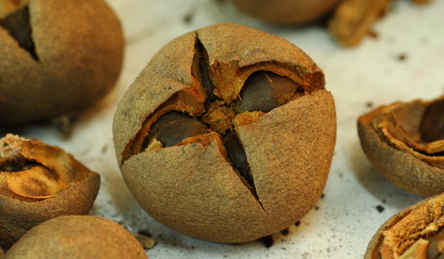 Lag kunst og bli med på naturtoppdagelser i Nygårdsparken med kunstpilotene.