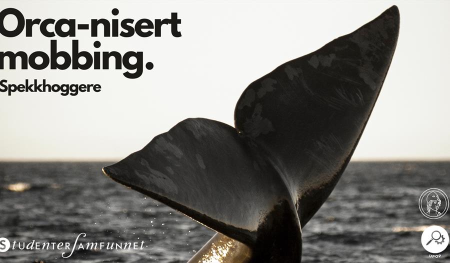 Spekkhoggere: Orca-nisert mobbing