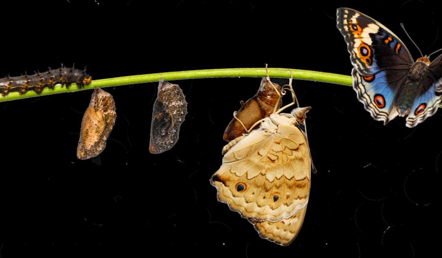 Svik, sommerfugler og stoffskifte