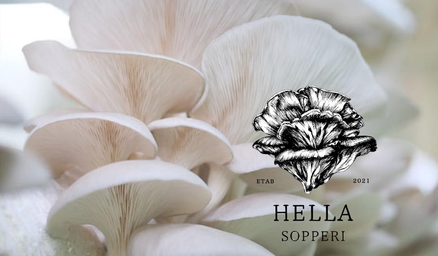 Soppdyrking med Hella Sopperi og Stene Matglede