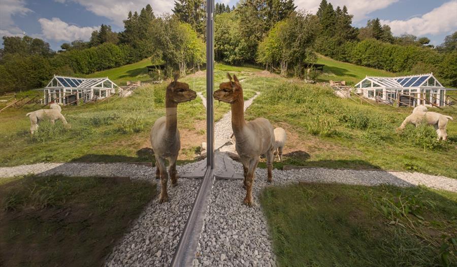 Sleep with alpaccas, BesteBakken