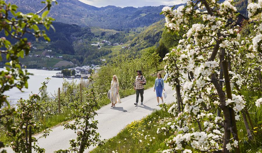 Tre personar går gjennom blomstrande frukthagar langs Frukt- og siderruta i Ulvik med utsikt over fjorden.