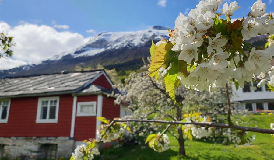 Blomstring i Hardanger