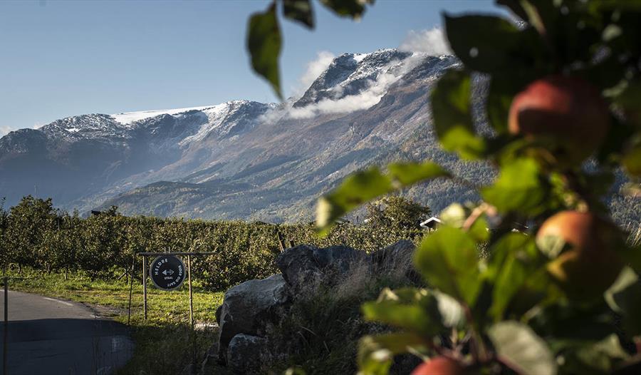 Utsikt over Hardangerfjorden med frukttre og fjell i bakgrunnen ved Helleland Gard.