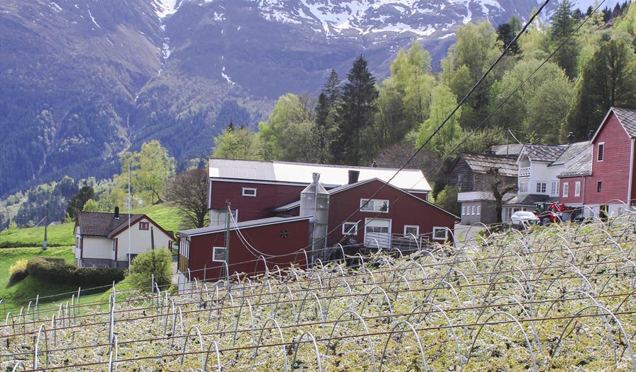 Guidet sidertur langs Hardangerfjorden