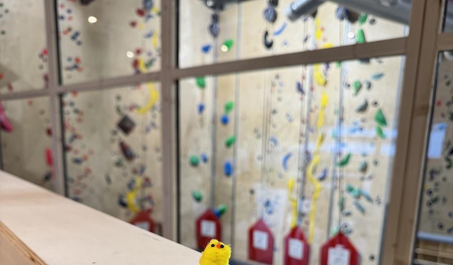 Finner du alle påskekyllingene?