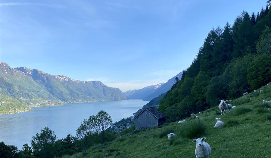 Utsikt over fjord og sauar ved Nortveite