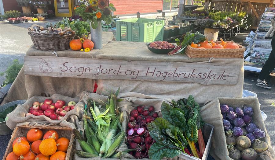 Sogn Jord og hagebruksskule