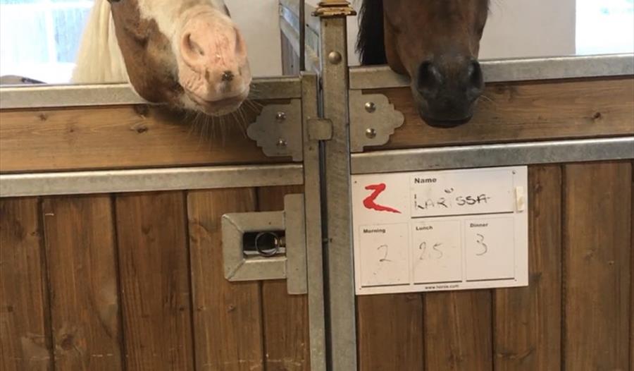 Trygg Med Hest Andre Arrangement In Ingeberg Hamar Ringsaker