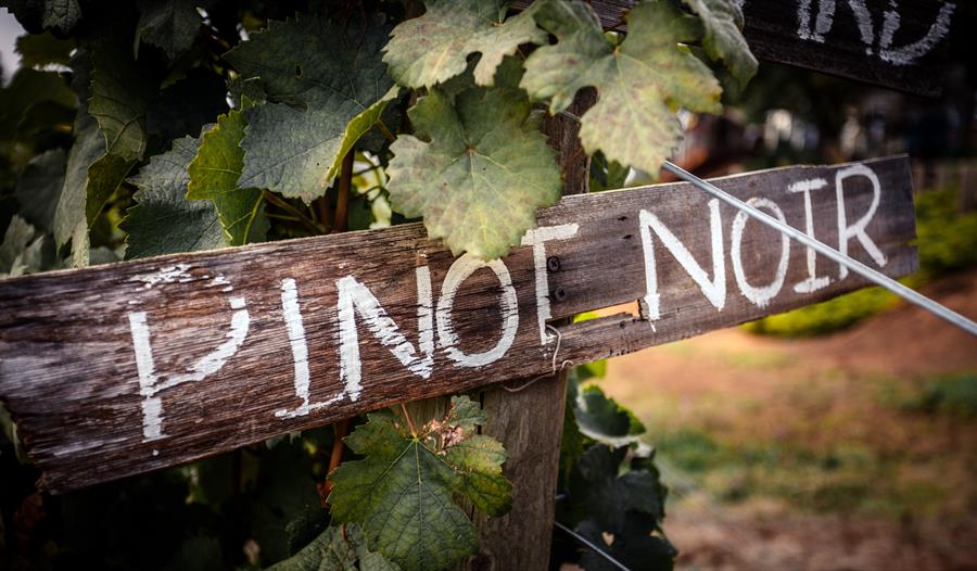 Tysk Pinot Noir