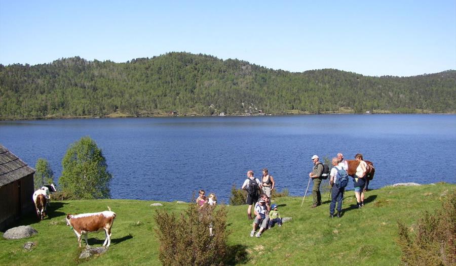 Turgåarar helsar på kyr ved Vassenden