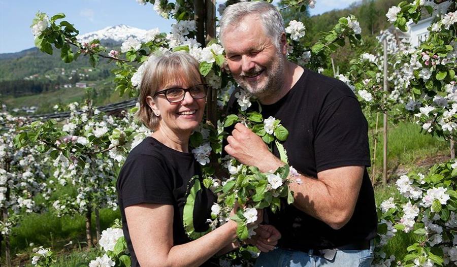 Eplebønder frå Ulvik Frukt & Cideri nyt våren i Hardanger sin vakre frukthage.