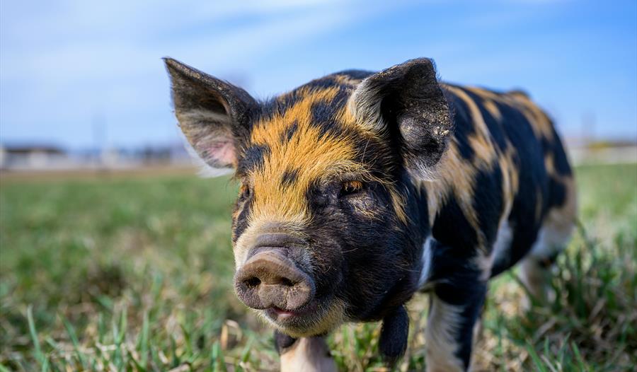 En tam grisunge med flekkete pels som går på en gresseng