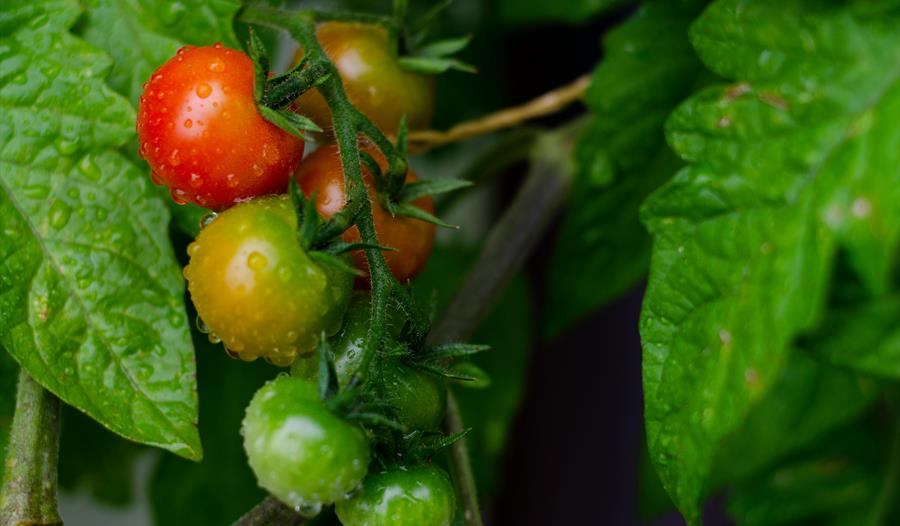 Close-up of Cherry Tomatoes Ripening