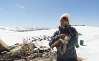 En person smiler og holder en huskyvalp med folgefonna husky camp og fjell i bakgrunnen.