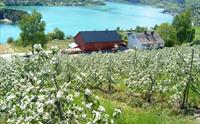 Ei spektakulær utsikt over Hardangerfjorden frå Ulvik sin blomstrande frukthage.