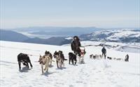 Et hundespann kjører gjennom snødekte fjell på folgefonna med en vakker utsikt over hardangerfjorden og fjell i bakgrunnen.
