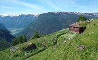 Fuglesteg