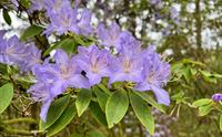 Rhododendron augustinii Arboretet