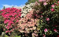 Rhododendron kultivarsamlingen Arboretet