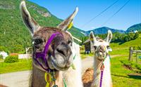 Skjolden Llamas