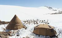 Folgefonna Husky Camp i snøen med flere lokalt produserte hundehus og huskyer og Folgefonna isbre i bakgrunnen.