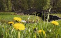 Steinbro over en liten bekk, omkranset av grønne trær og gule blomster i forgrunnen.