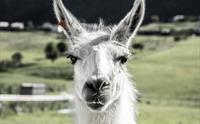 Skjolden Llamas